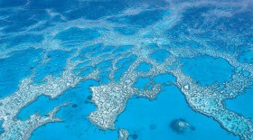 BLM-reef-1