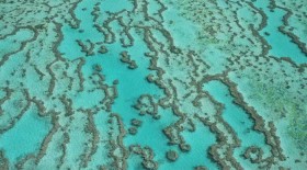 BLM-reef-2