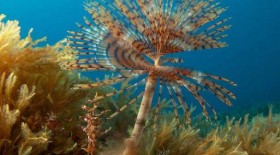 seaflower