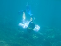 Diving for Cray Fish... for dinner, part of the Hope Island Reef Tour